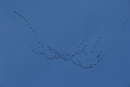 Formation de grues cendrées